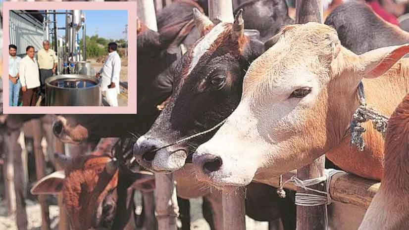 COW URINE DAIRY