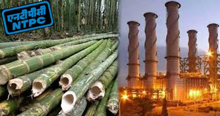 bamboo power genarate